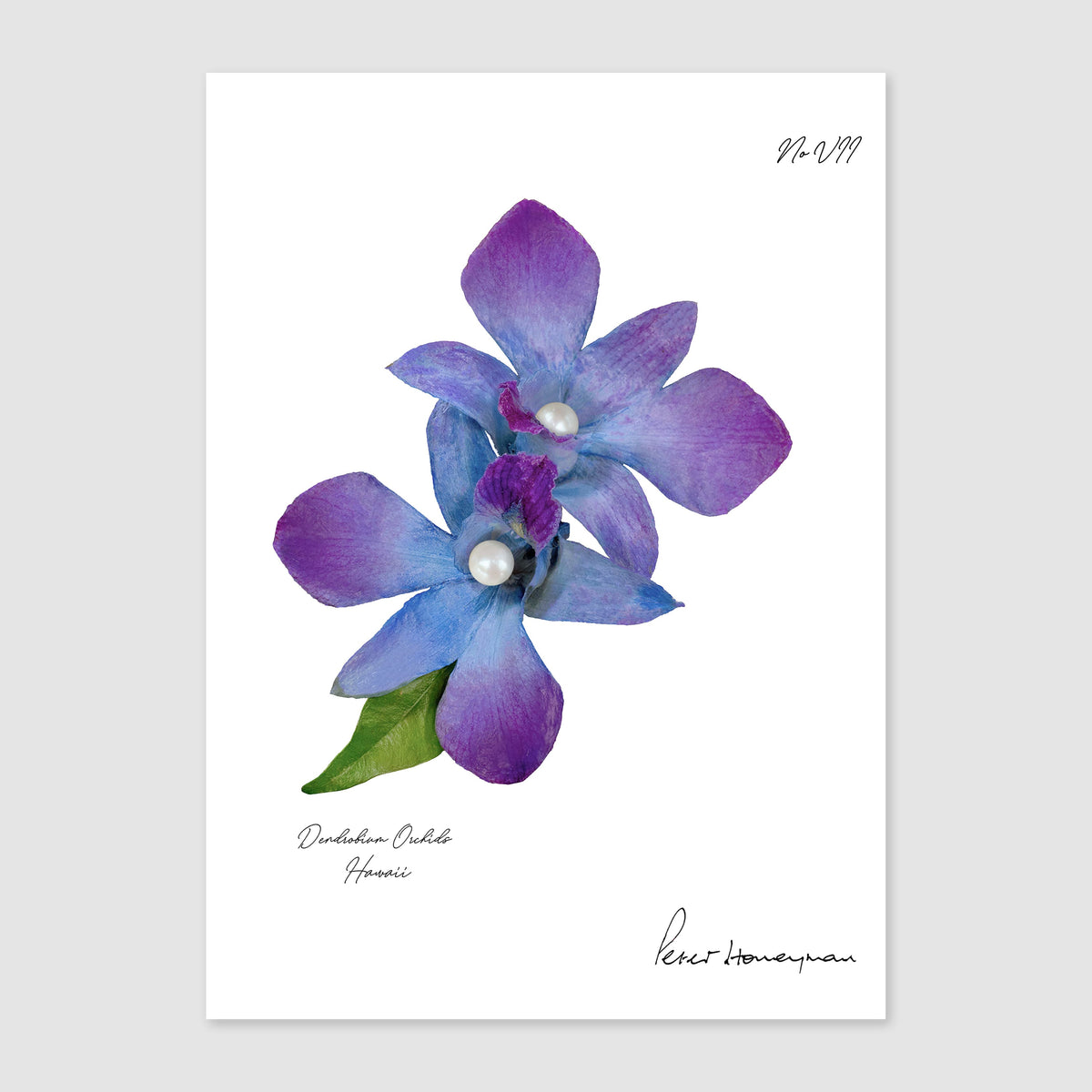 Blue Orchid Art Print