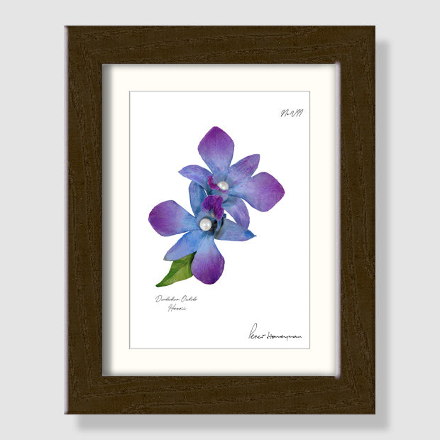Blue Orchid Walnut Wood Framed Print