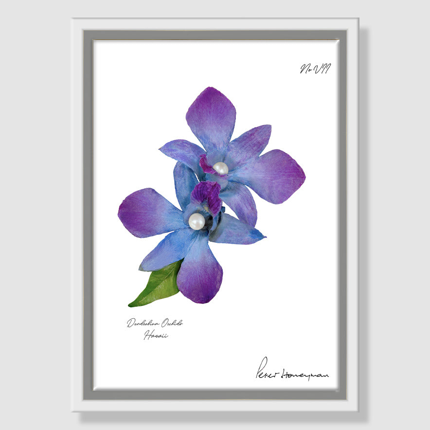 Blue Orchid Framed Canvas Print
