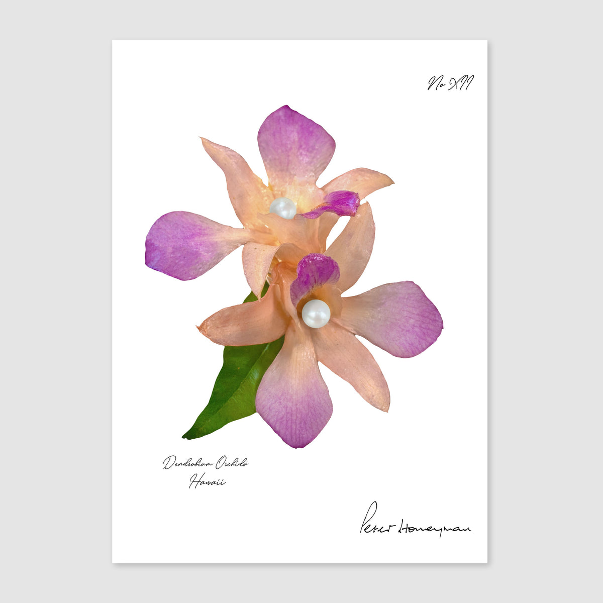 Peach Orchid Metal Print
