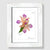 Peach Orchid White Wood Framed Print