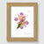 Peach Orchid Natural Wood Framed Print