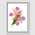 Peach Orchid Framed Canvas Print
