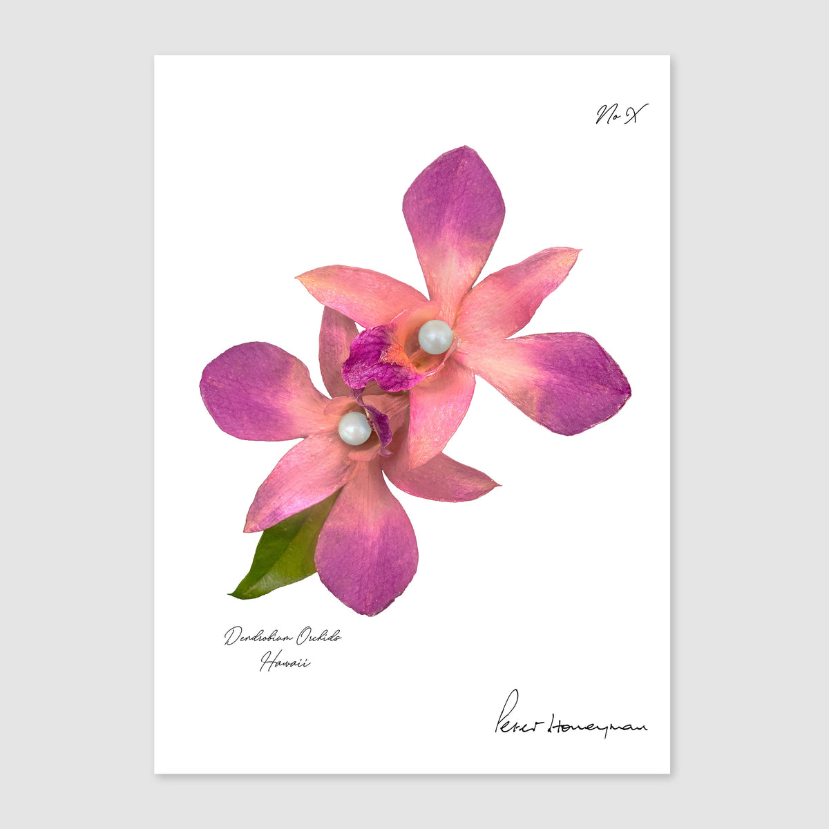 Pink Orchid Metal Print