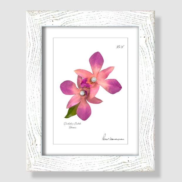 Pink Orchid White Wood Framed Print