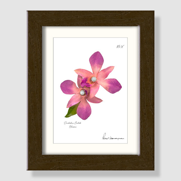 Pink Orchid Walnut Wood Framed Print