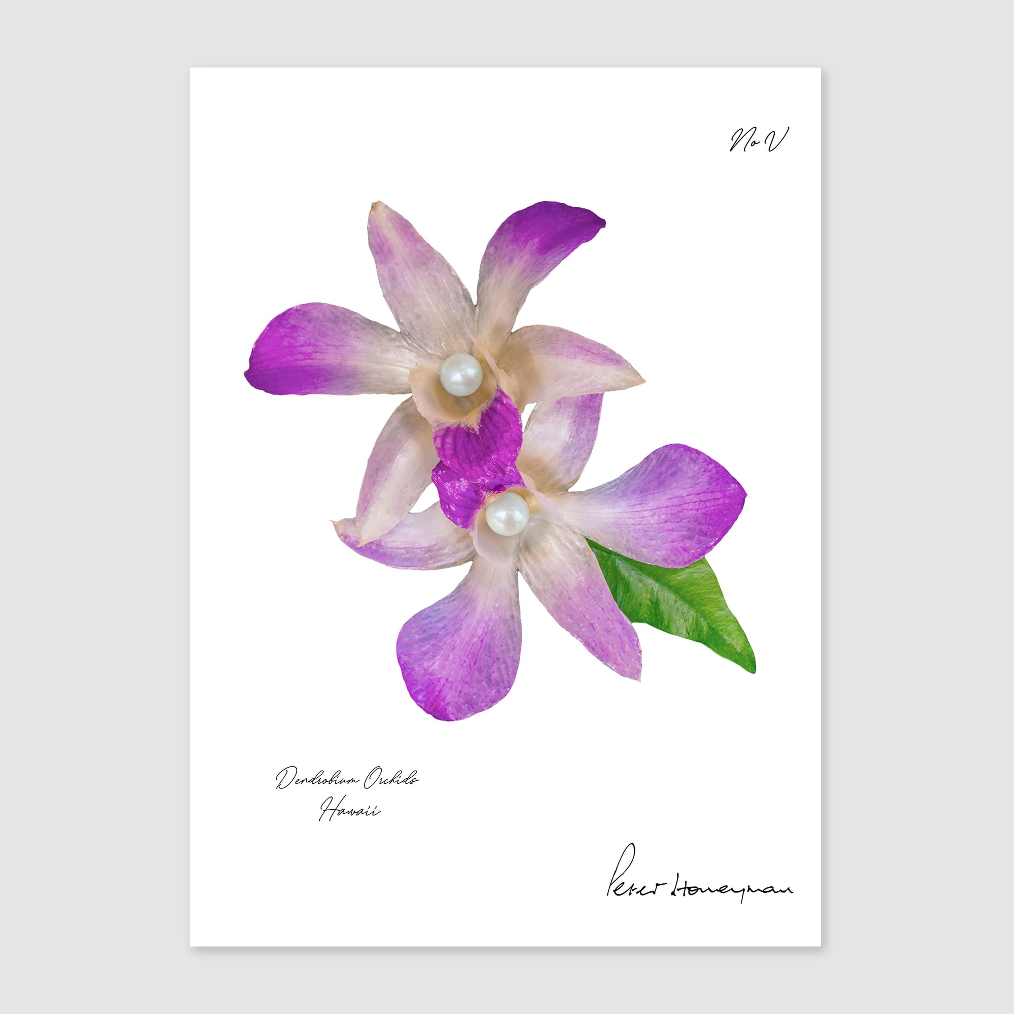 Lavender Orchid Print