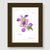 Lavender Orchid Walnut Wood Framed Print