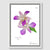 Lavender Orchid Framed Canvas Print