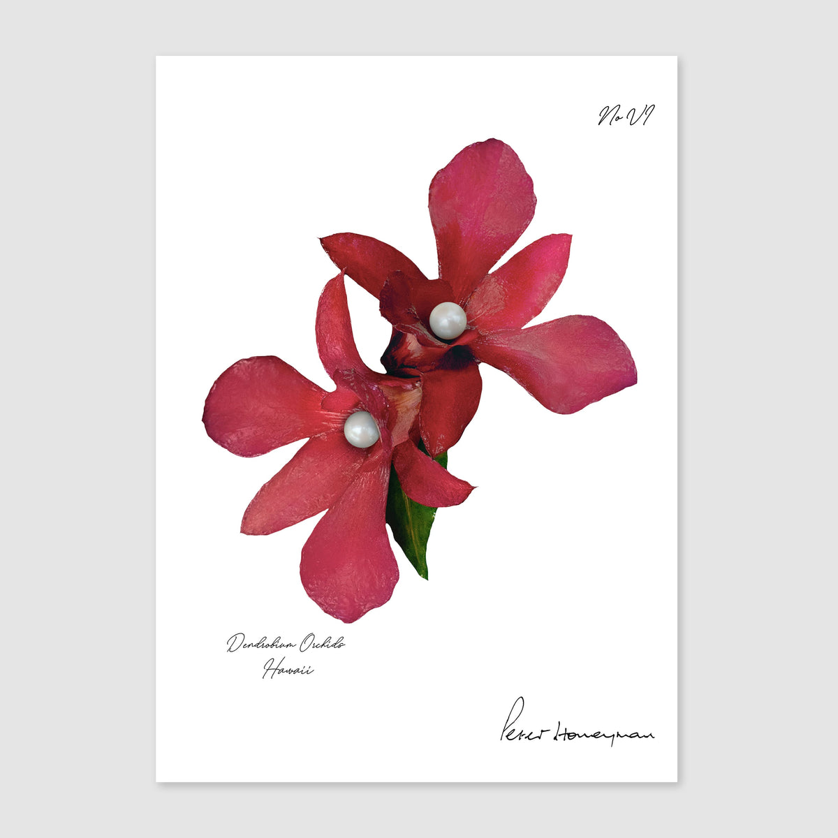 Red Orchid Metal Print