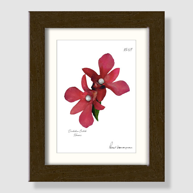 Red Orchid Walnut Wood Framed Print