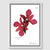 Red Orchid Framed Canvas Print